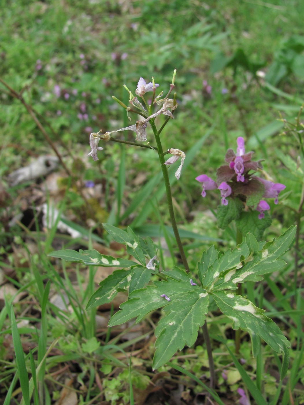 Image of Cardamine quinquefolia specimen.