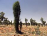 Allocasuarina decaisneana. Молодые сросшиеся деревья. Австралия, Северные Территории, горная система Восточный Макдоннелл (East MacDonnell), заказник \"Rainbow Valley\", саванновое редколесье на песчаных почвах. 26.10.2009.