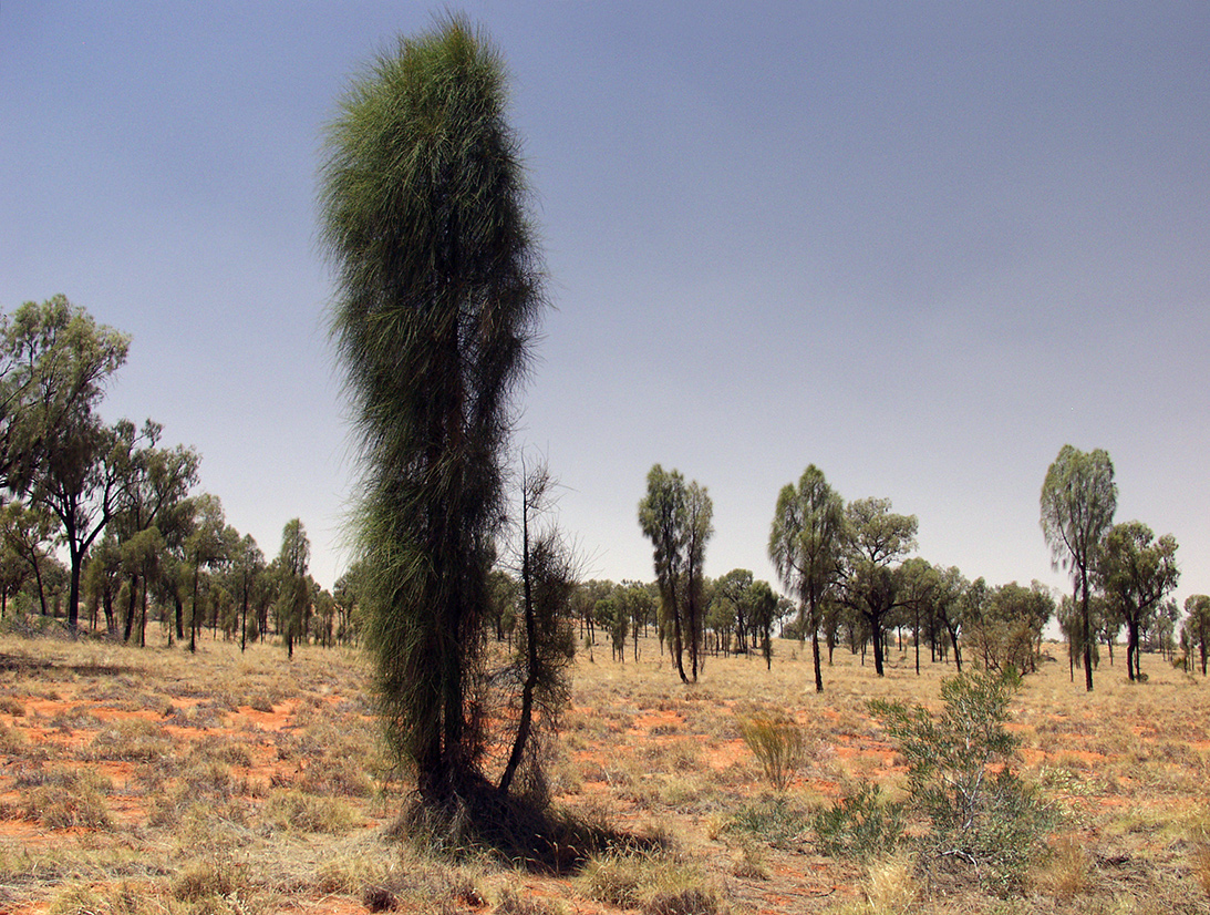 Image of Allocasuarina decaisneana specimen.
