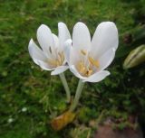 genus Colchicum