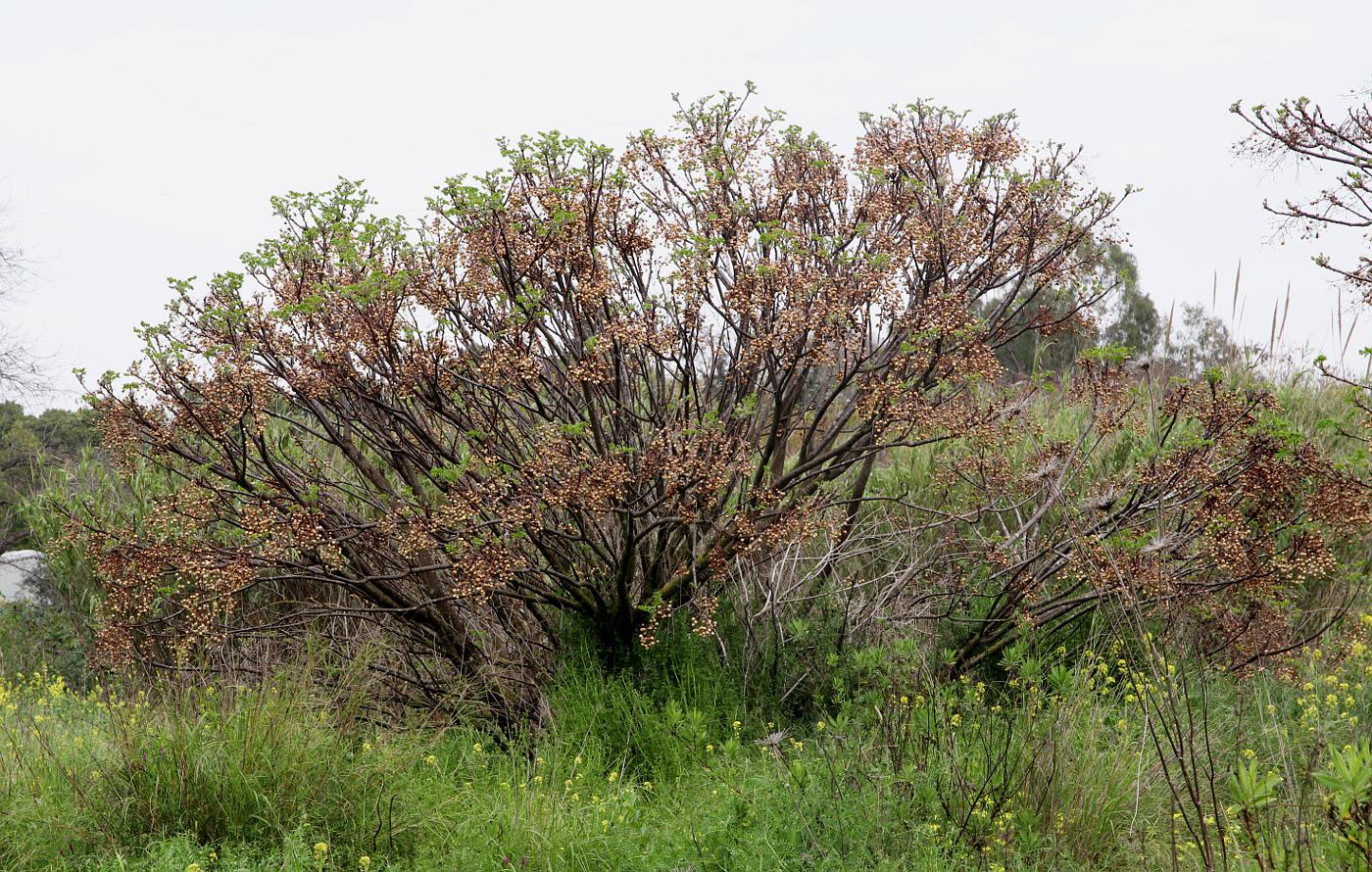 Image of Melia azedarach specimen.