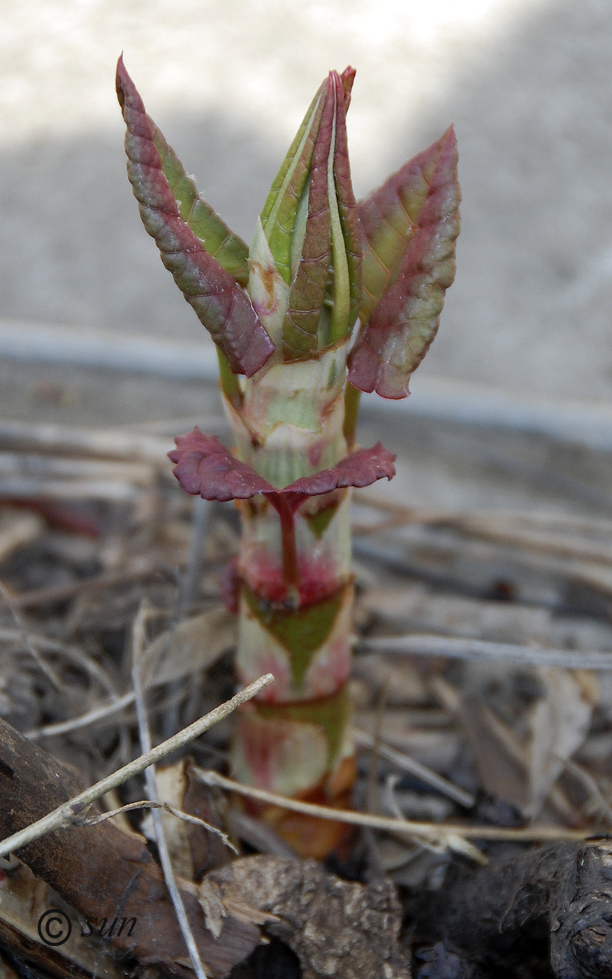 Изображение особи Reynoutria japonica.