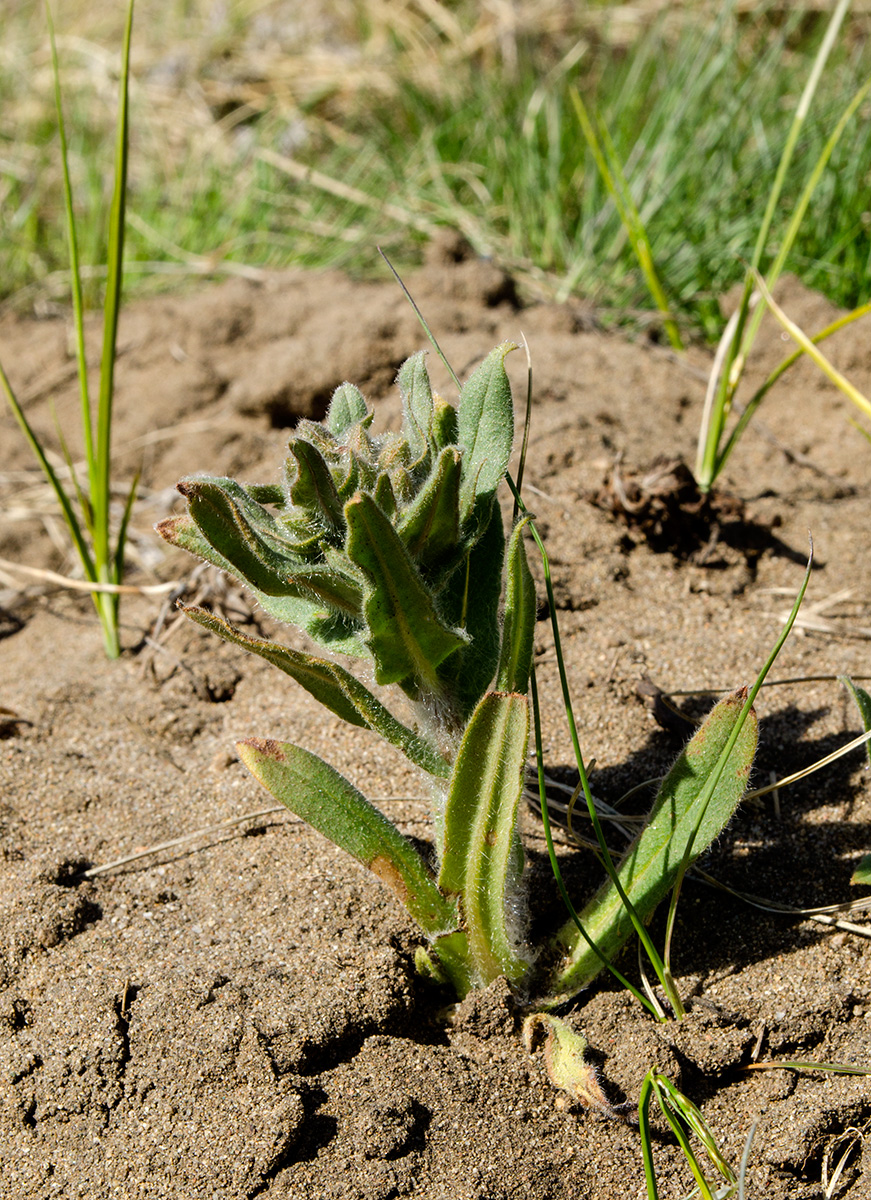 Image of Nonea rossica specimen.