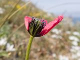 Papaver hybridum. Верхушка побега с цветком. Крым, городской округ Феодосия, окр. пос. Орджоникидзе, гора Батон, каменистая степь. 02.05.2021.