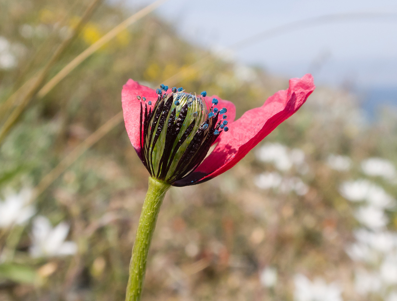 Изображение особи Papaver hybridum.