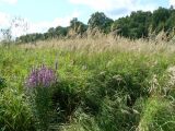 Calamagrostis langsdorffii