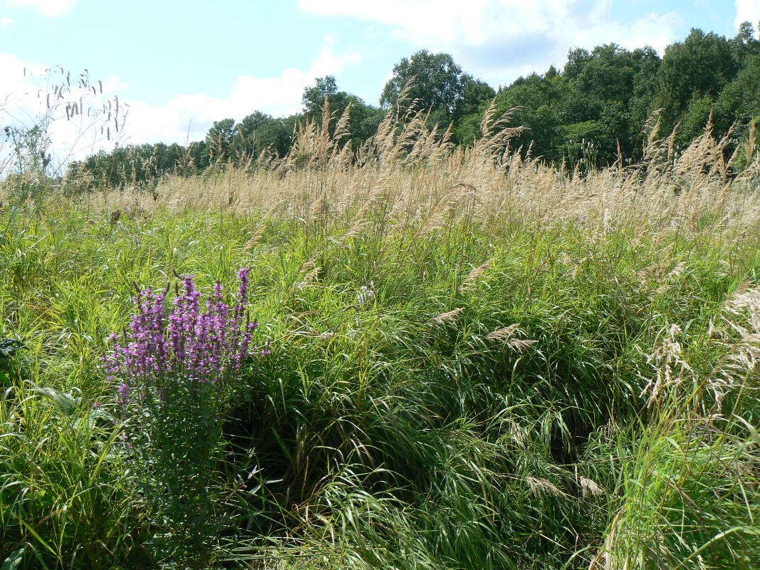 Изображение особи Calamagrostis langsdorffii.