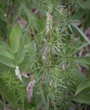 Galium verum