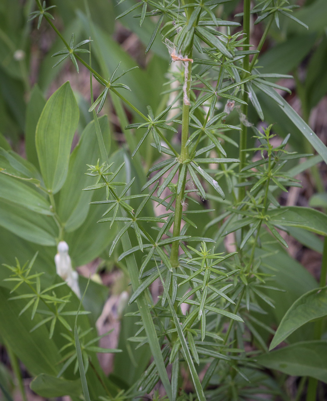 Изображение особи Galium verum.