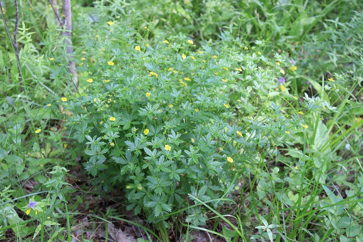 Изображение особи Potentilla erecta.