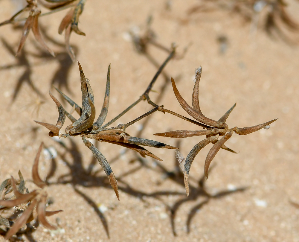 Изображение особи Trigonella cylindracea.