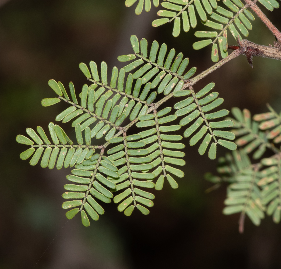 Изображение особи Mimosa aculeaticarpa.