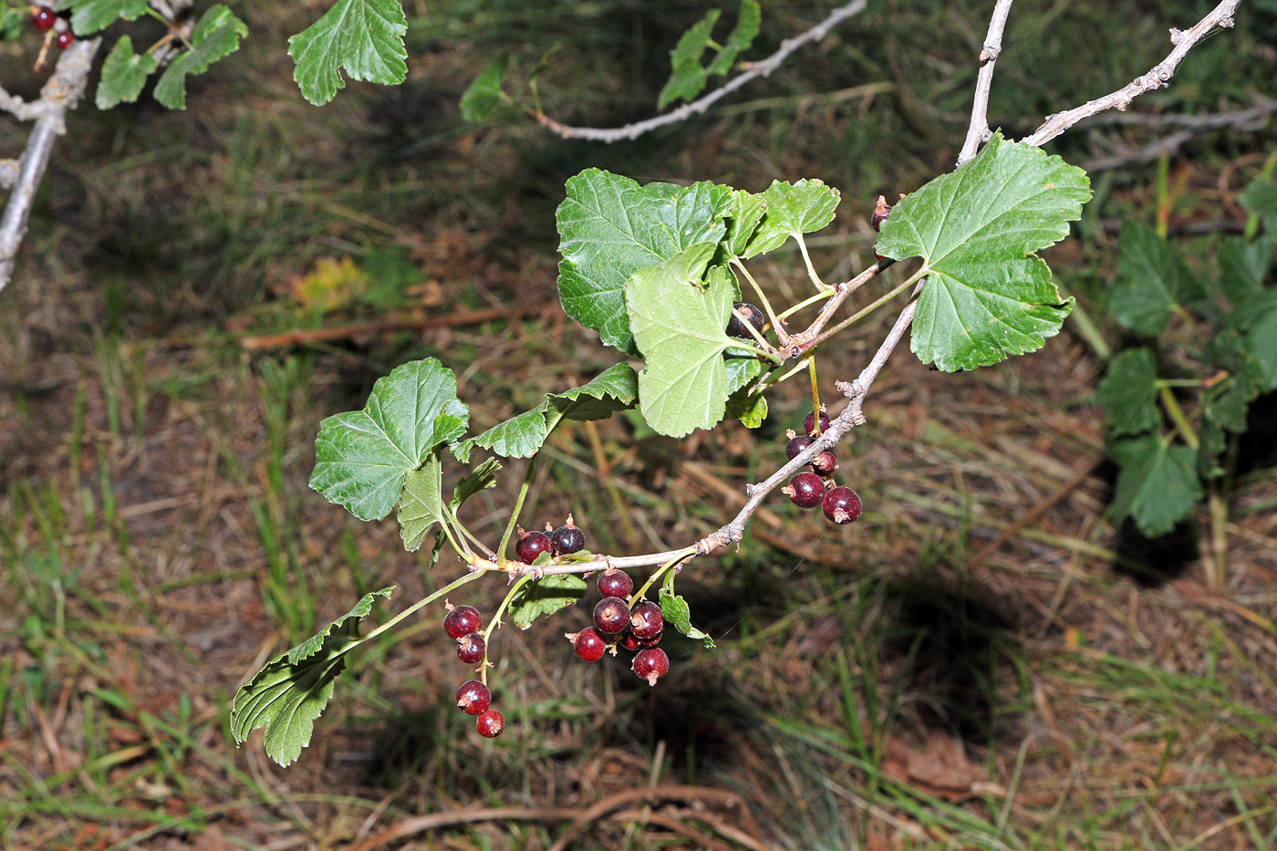 Image of Ribes meyeri specimen.