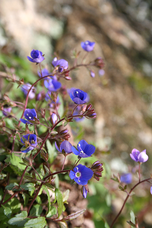 Image of Veronica umbrosa specimen.