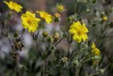 Potentilla taurica. Цветки. Краснодарский край, Абинский р-н, окр. станицы Эриванской, гора Шизе, горная степь. 29.05.2021.