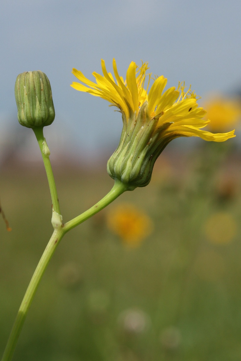 Изображение особи Sonchus arvensis ssp. uliginosus.