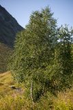 Betula pendula. Взрослое дерево. Краснодарский край, Мостовской р-н, Баговское сельское поселение; долина р. Уруштен, окр. оз. Малое, выс. ≈ 2000 м н.у.м., субальпийский луг. 30.08.2021.