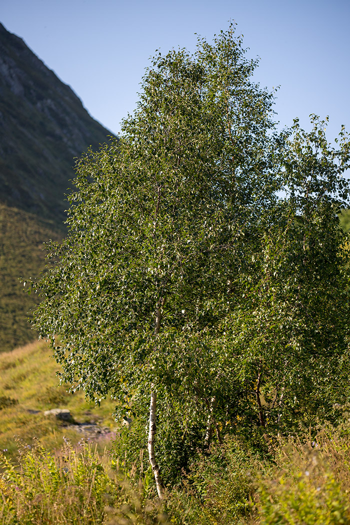 Изображение особи Betula pendula.