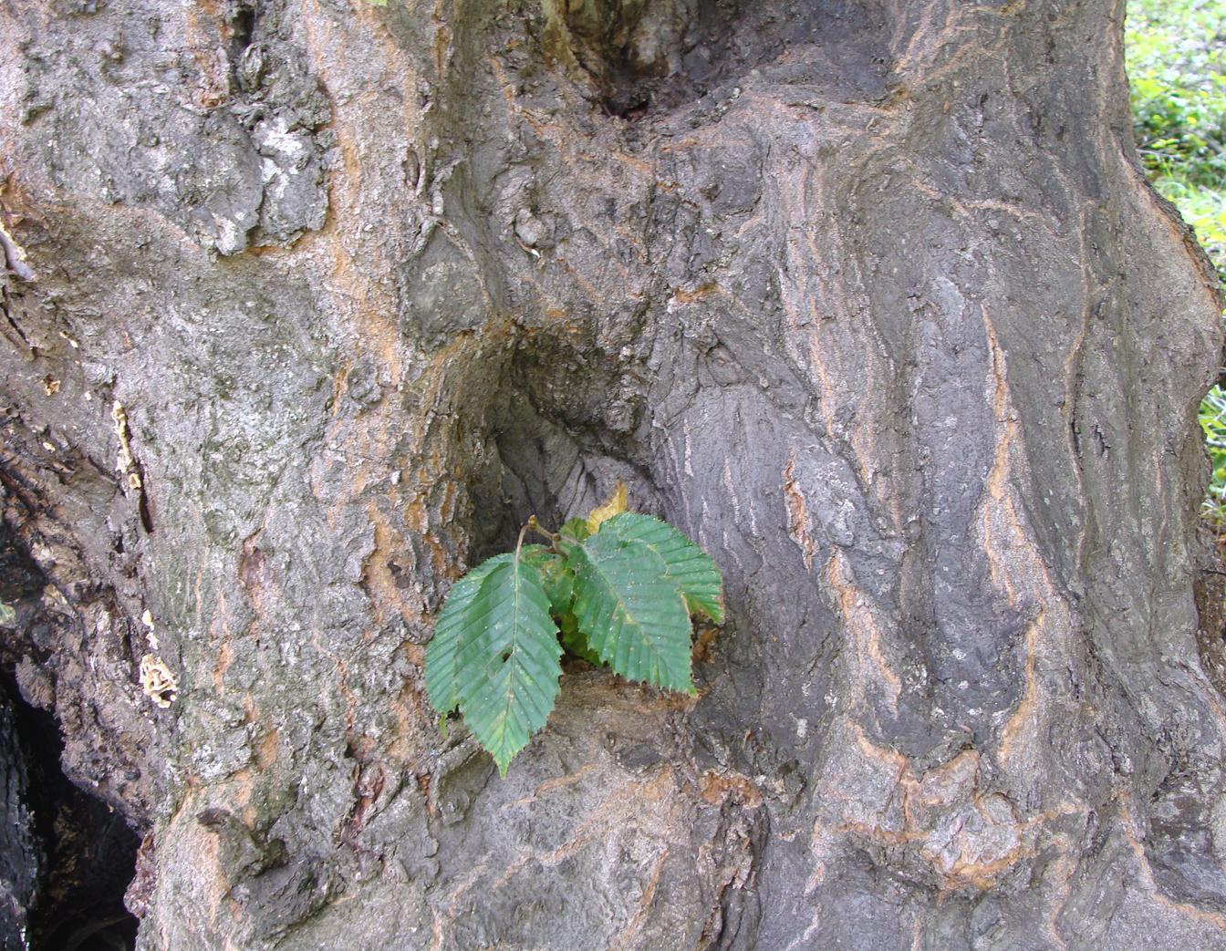 Image of Carpinus betulus specimen.