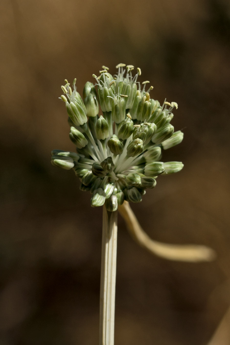 Image of Allium chamaespathum specimen.