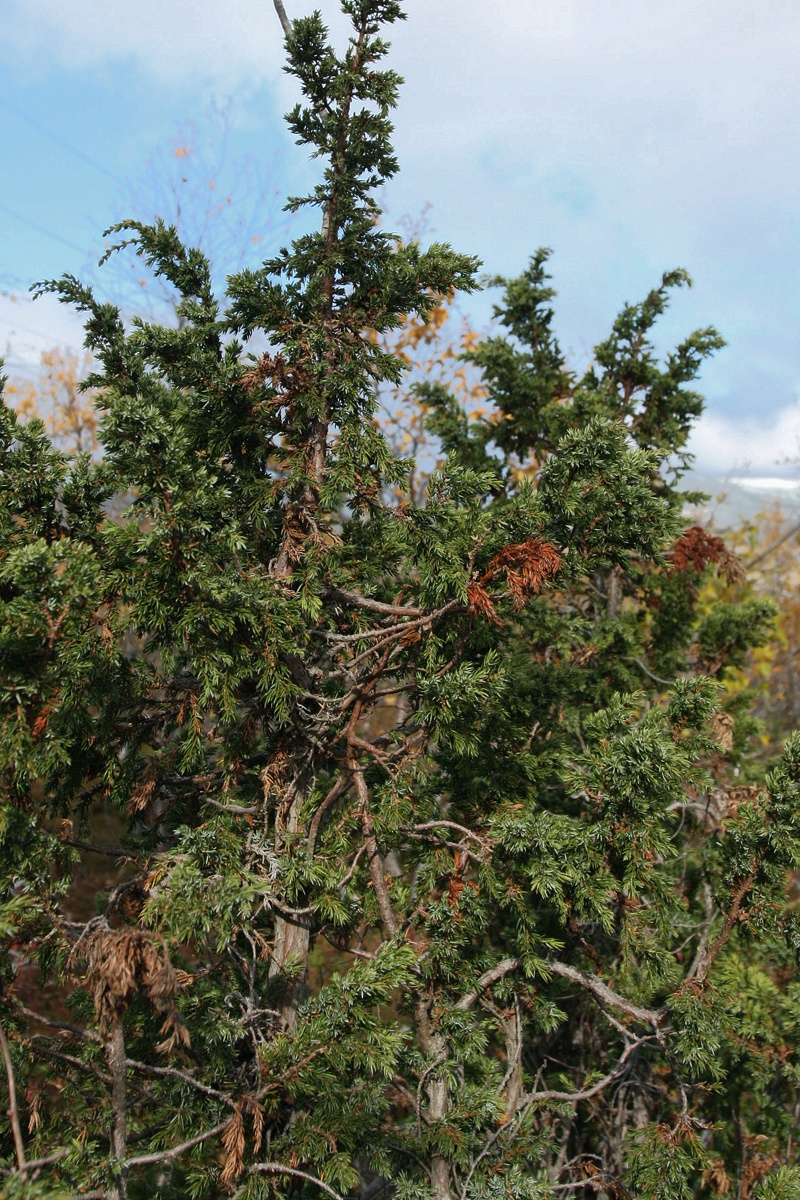 Изображение особи Juniperus niemannii.