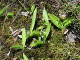 Smilacina trifolia. Цветущие растения. Иркутская обл., Слюдянский р-н, окр. мыса Шаманский, сфагновое болото. 09.06.2021.