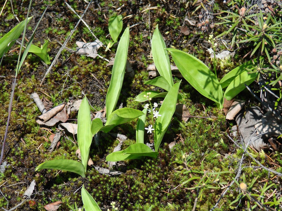 Image of Smilacina trifolia specimen.