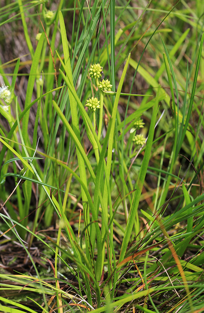 Image of Sparganium natans specimen.