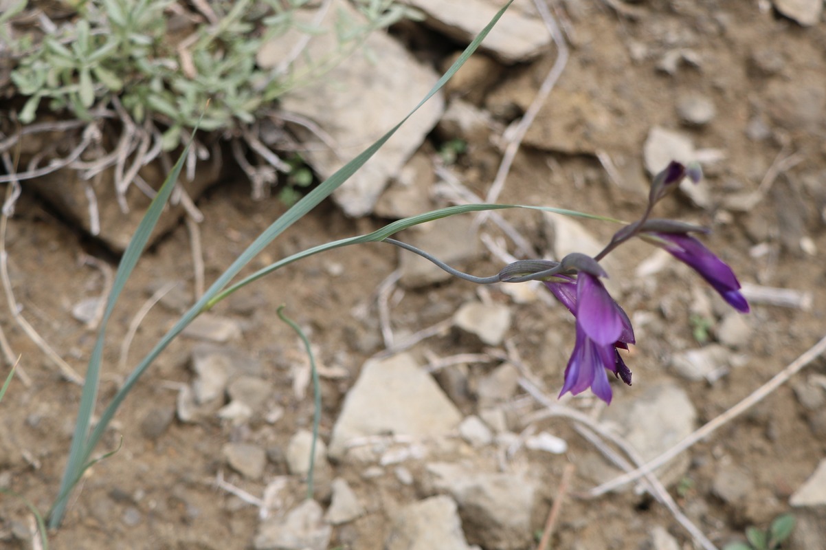 Изображение особи Gladiolus atroviolaceus.