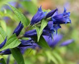 Gentiana schistocalyx. Верхушка соцветия. Республика Коми, г. Сыктывкар, ул. Ботанический сад, Ботсад СГУ. 14.09.2019.