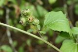 Arctium minus