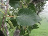 Betula pubescens