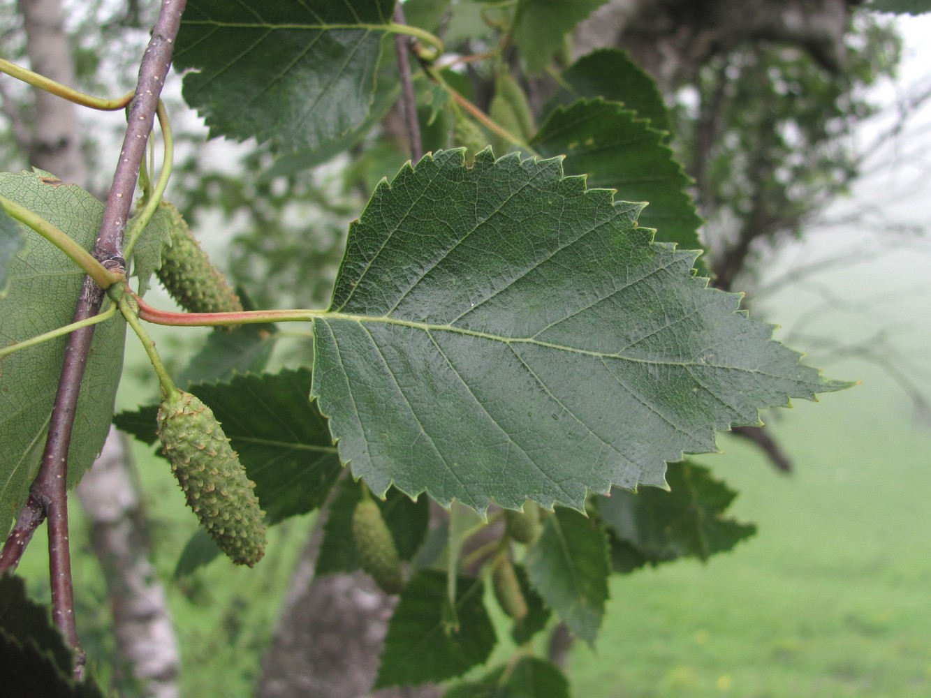 Изображение особи Betula pubescens.