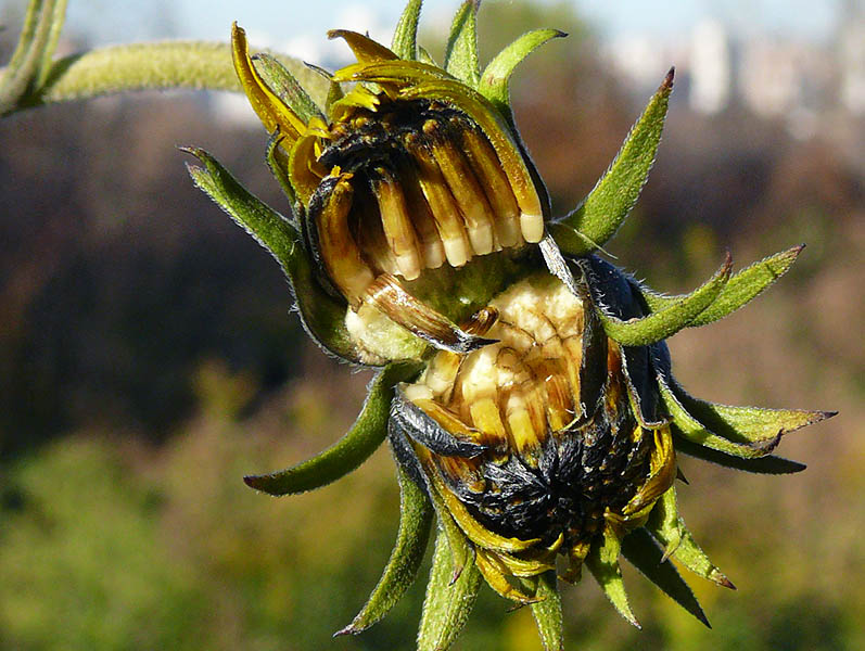 Изображение особи Helianthus tuberosus.