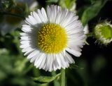 Erigeron annuus. Соцветие-корзинка. Московская обл., г. Дубна, неухоженный газон возле жилого дома. 23.06.2021.