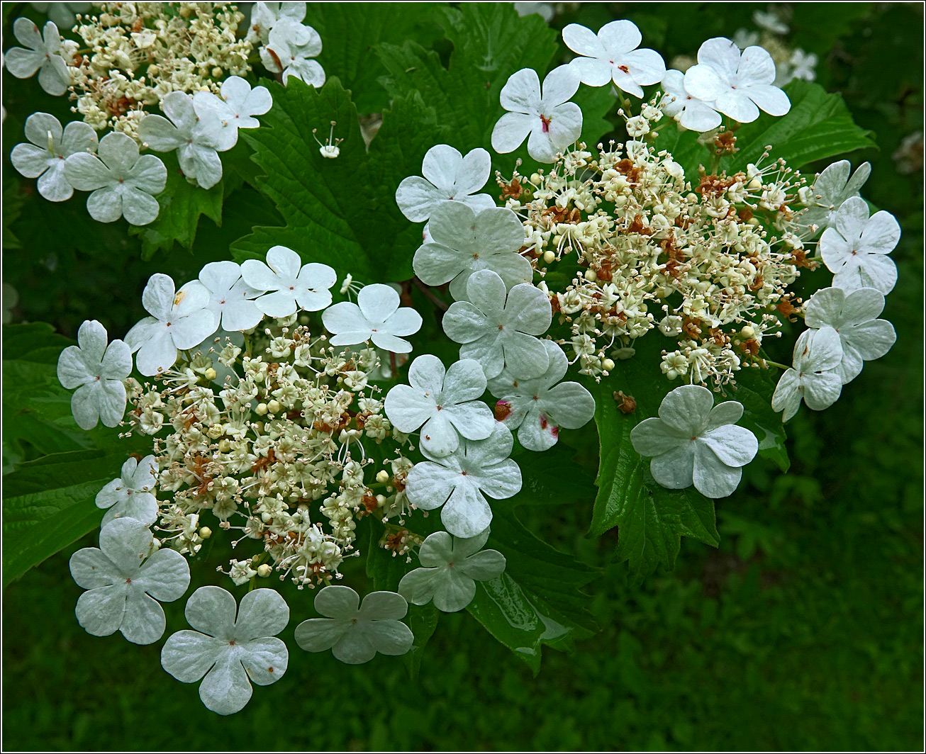 Image of Viburnum opulus specimen.