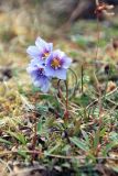 Polemonium boreale. Цветки. Таймыр, дол. р. Мамонт, тундра. 4 августа 2013 г.