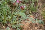 Astragalus physodes. Цветущее растение. Калмыкия, Целинный р-н, окр. села Троицкое, балка Каменная, степной склон. 17.04.2022.