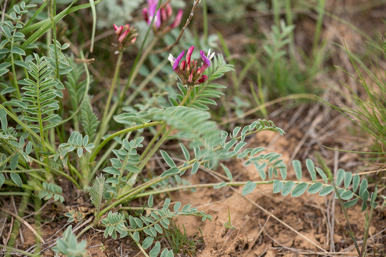 Image of Astragalus physodes specimen.