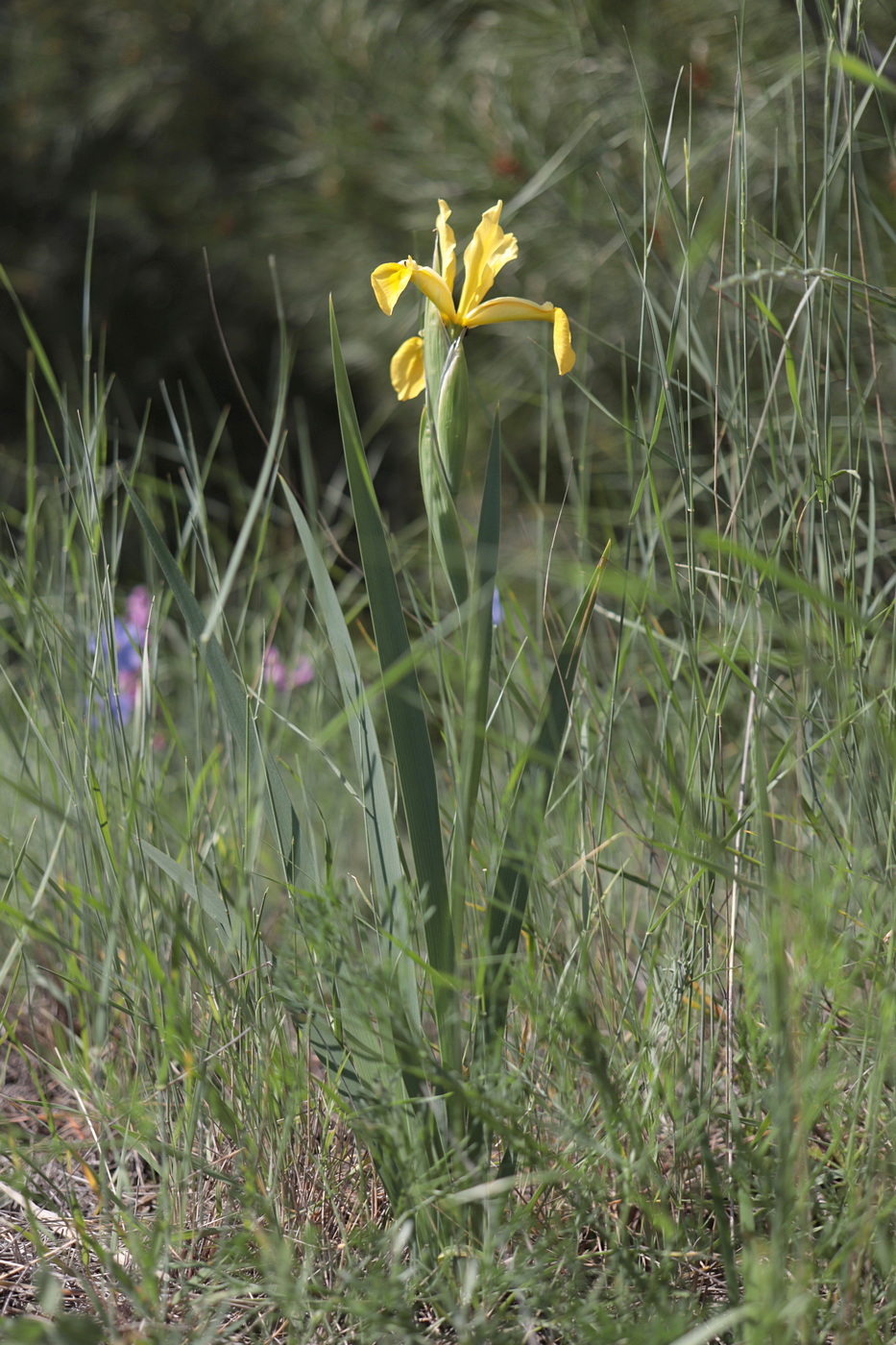 Изображение особи Iris halophila.