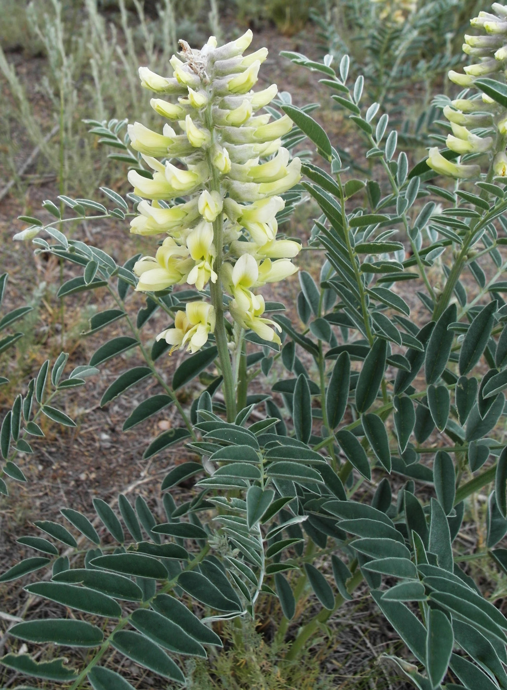 Image of Pseudosophora alopecuroides specimen.