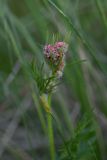 Chaerophyllum rubellum