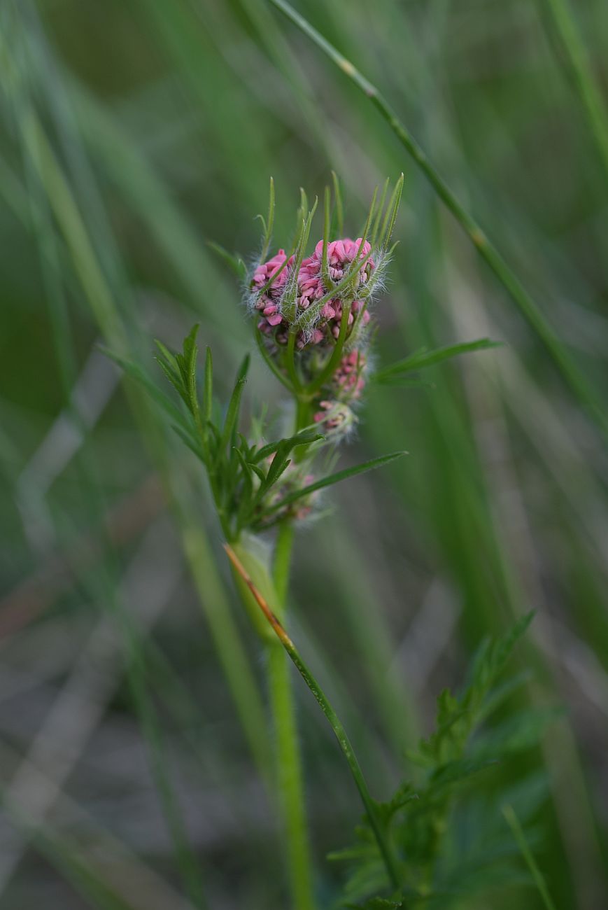 Изображение особи Chaerophyllum rubellum.