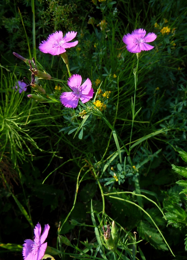 Изображение особи Dianthus pratensis.