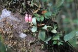 genus Kalanchoe