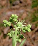 Sempervivum ruthenicum