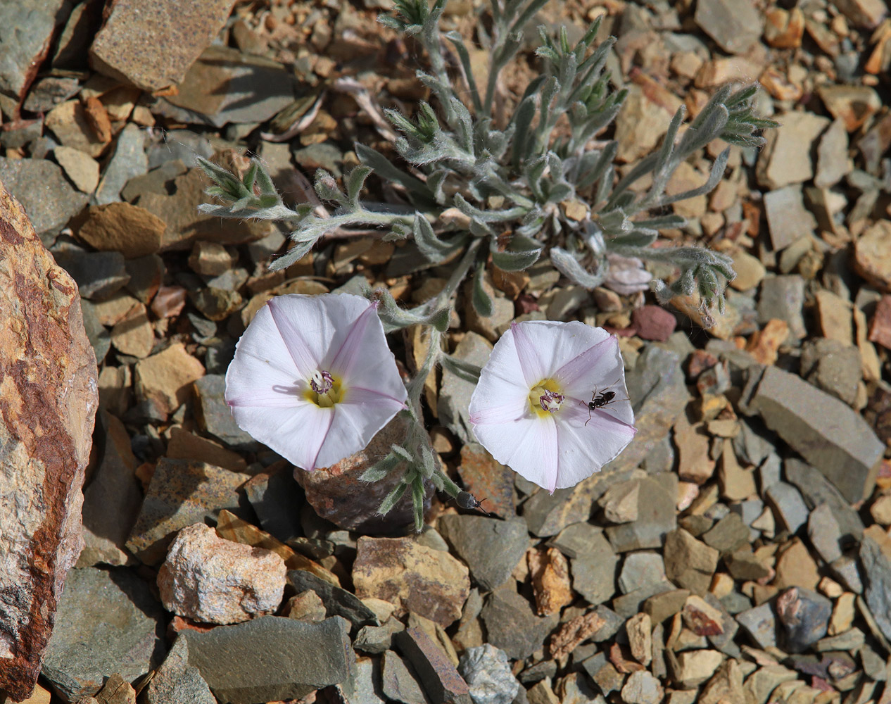 Изображение особи Convolvulus ammannii.