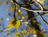 Populus nigra