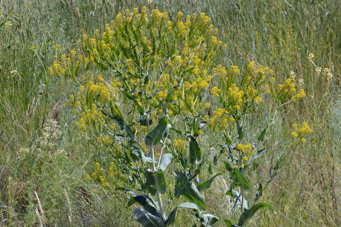 Image of Isatis costata specimen.