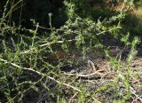 Asparagus aphyllus